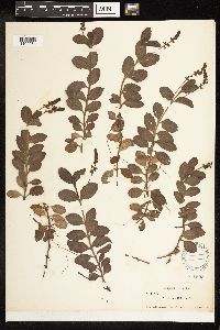 Thumbnail image of current specimen