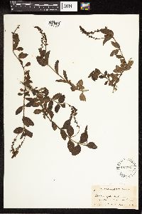 Thumbnail image of current specimen