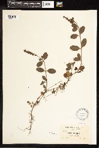 thumbnail image of current specimen