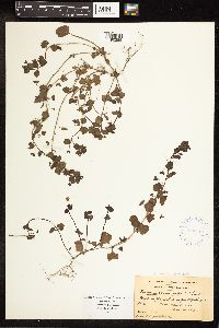 Veronica officinalis var. tournefortii image