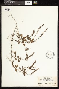 Veronica officinalis var. tournefortii image