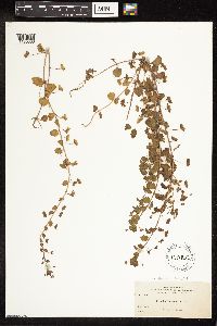 Veronica officinalis var. tournefortii image