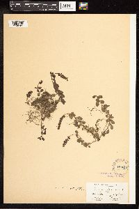 Veronica officinalis var. tournefortii image