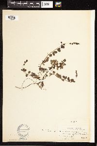 Veronica officinalis var. tournefortii image