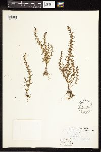 Image Associated With the Occurrence