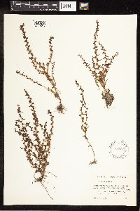 thumbnail image of current specimen