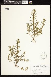 thumbnail image of current specimen
