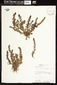 Image Associated With the Occurrence