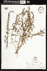 Image Associated With the Occurrence