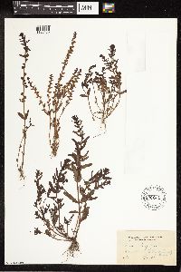 Image Associated With the Occurrence