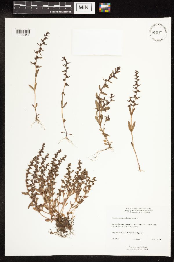 Veronica peregrina subsp. peregrina image