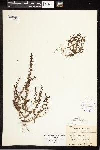 Veronica peregrina subsp. peregrina image