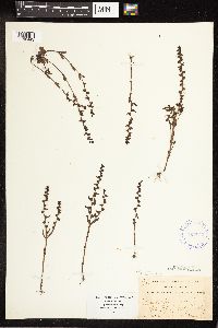 Veronica peregrina subsp. peregrina image