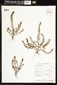 Veronica peregrina image