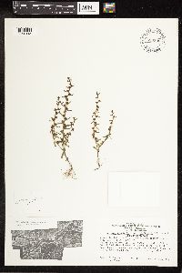 Veronica peregrina image