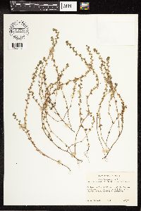 Veronica peregrina image