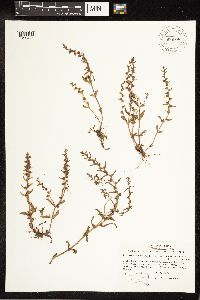 Veronica peregrina image