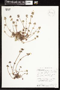 Veronica peregrina image