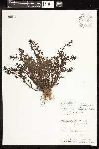 Veronica peregrina image