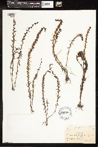 Veronica peregrina image