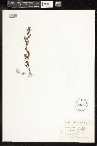 Veronica peregrina image