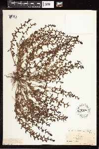 Veronica peregrina image