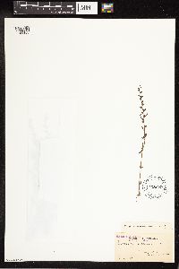Veronica peregrina image