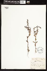 Veronica peregrina image