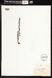 Veronica peregrina image