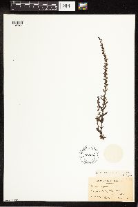 Veronica peregrina image