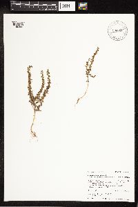 Veronica peregrina image