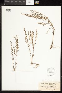 Veronica peregrina image