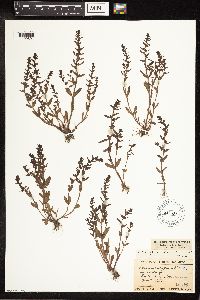 Veronica peregrina image