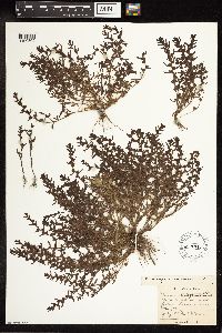 Thumbnail image of current specimen