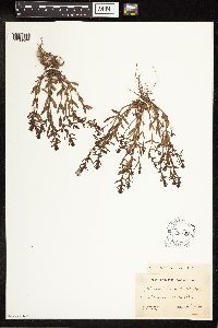 Veronica peregrina image