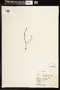 Veronica peregrina image