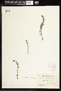 Veronica peregrina image