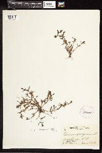 Veronica peregrina image