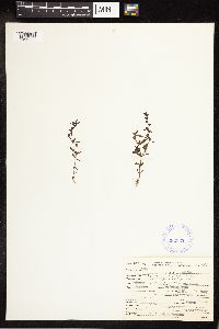 Veronica peregrina image