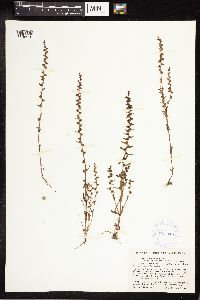 Veronica peregrina image