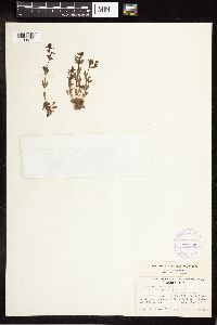Veronica peregrina image