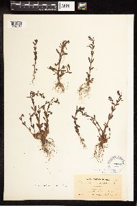 Veronica peregrina image