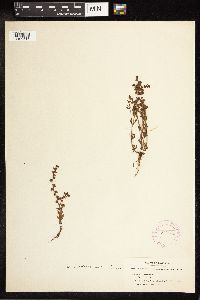 Veronica peregrina image