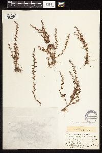 Veronica peregrina image