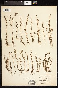 Veronica peregrina image