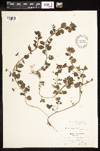 Veronica persica image