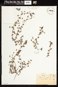 Veronica persica image
