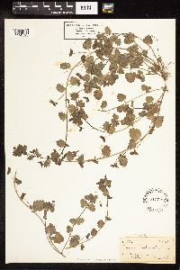 Veronica persica image