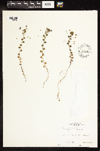 Veronica persica image