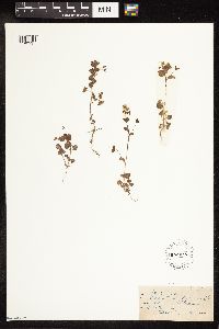 Veronica persica image